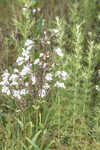 Manyflower beardtongue